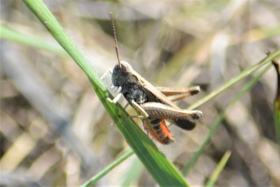 Omocestus rufipes - vöröshasú tarlósáska