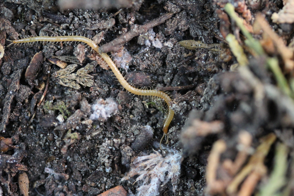 Geophilidae