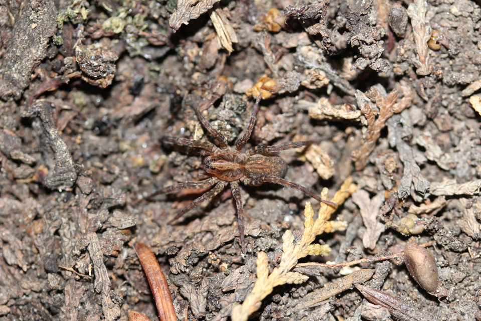 Trochosa