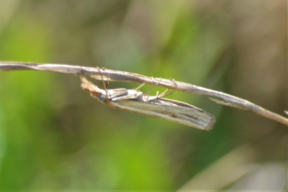 Agriphila