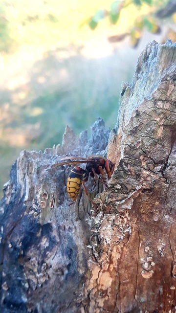 Vespa crabro - lódarázs