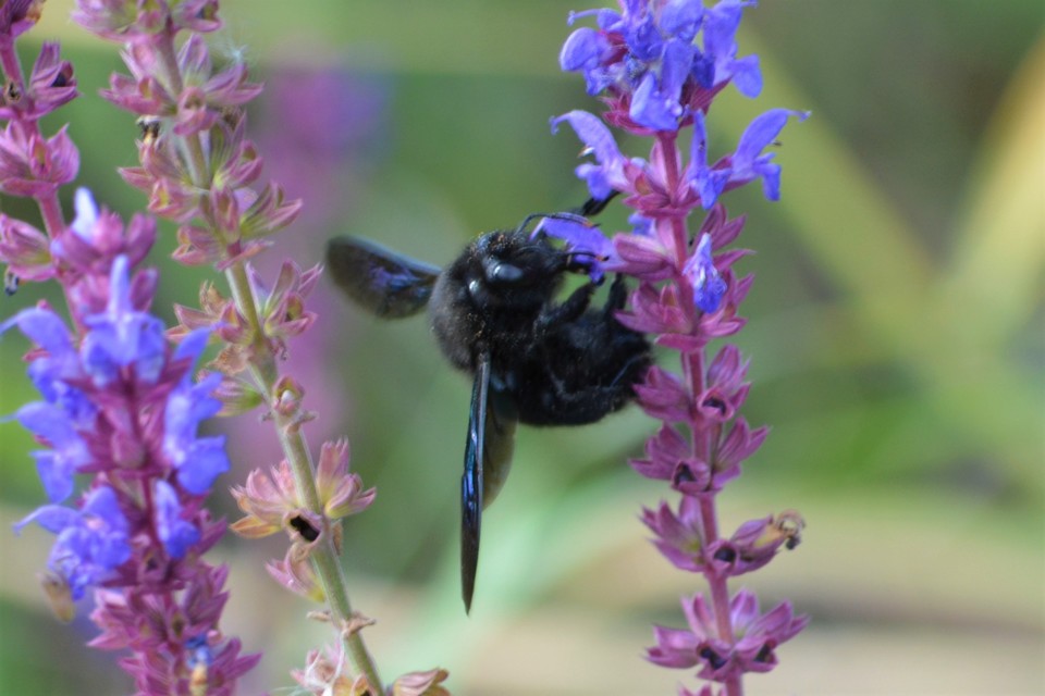 Xylocopa violacea - kék fadongó