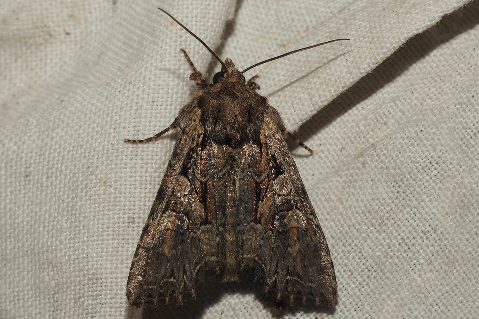 Lacanobia thalassina - borbolya-kertibagoly