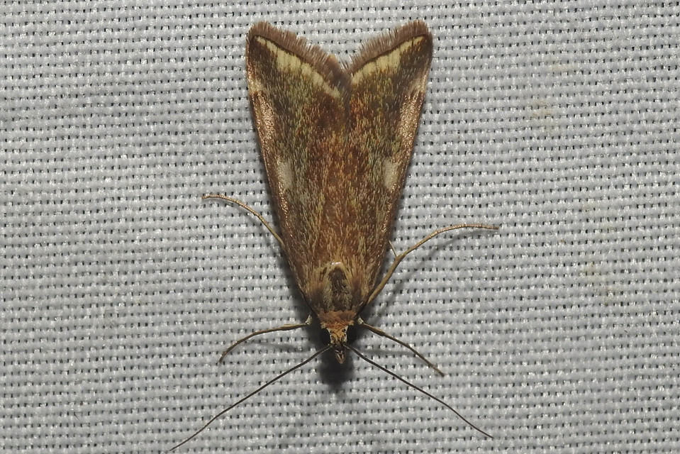 Loxostege sticticalis - muszkamoly