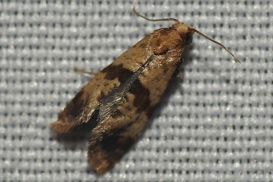 Phalonidia contractana - pipitér-fúrómoly