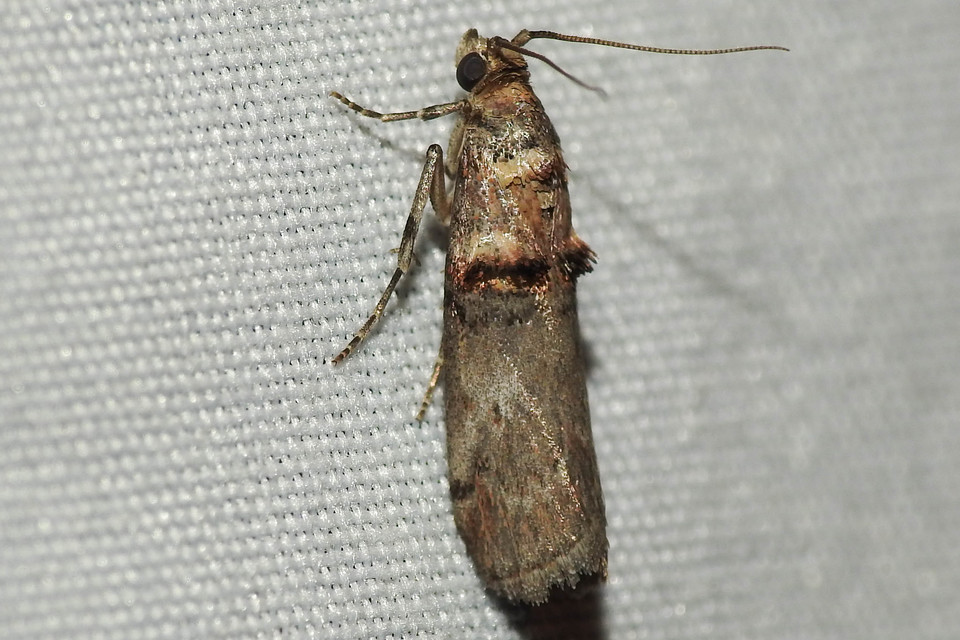 Trachonitis cristella - bokorrágó karcsúmoly