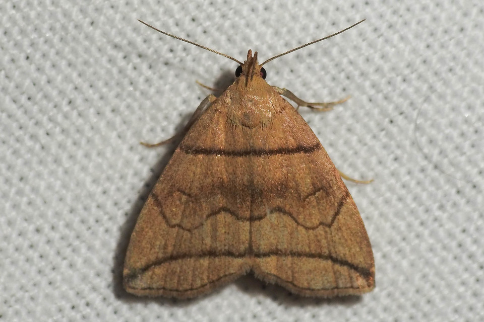Herminia grisealis - ligeti karcsúbagoly
