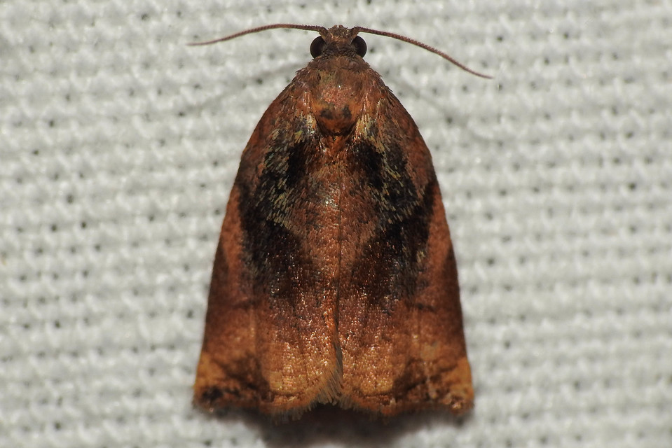 Archips podana - dudvarágó sodrómoly