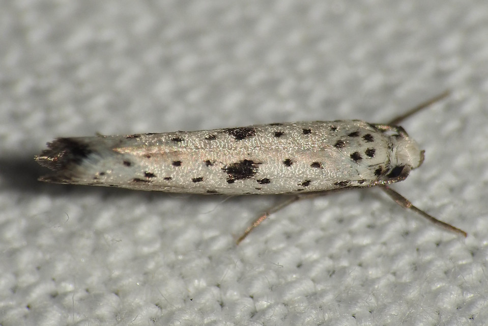 Yponomeuta plumbella - pókhálós bengemoly