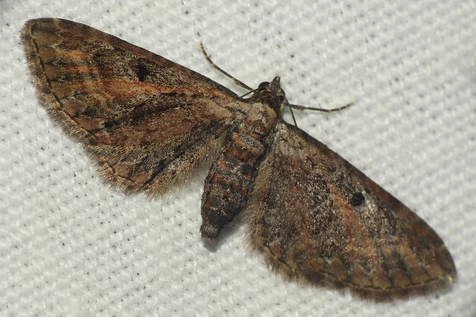 Eupithecia icterata - rozsdafoltos törpearaszoló