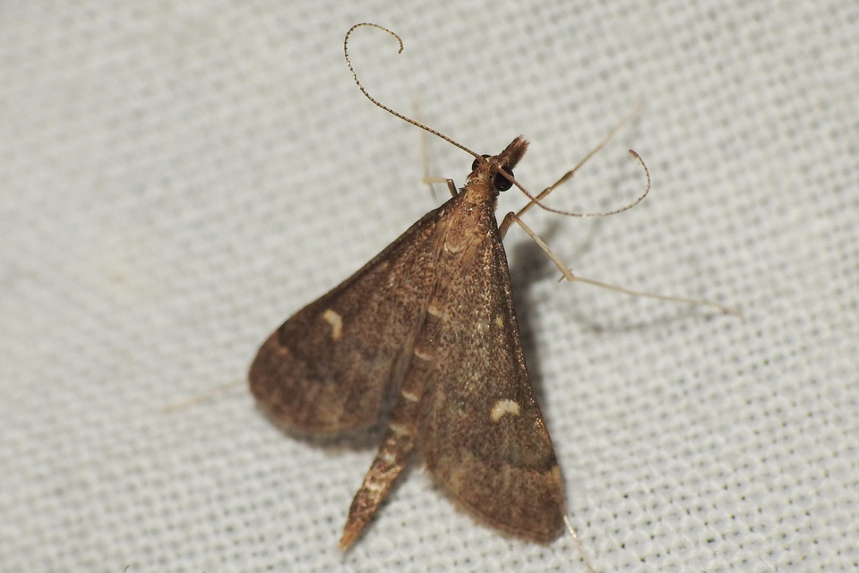 Dolicharthria punctalis - hosszúlábú tűzmoly