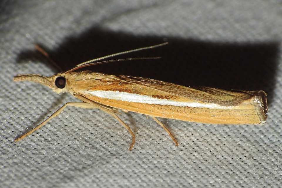 Agriphila