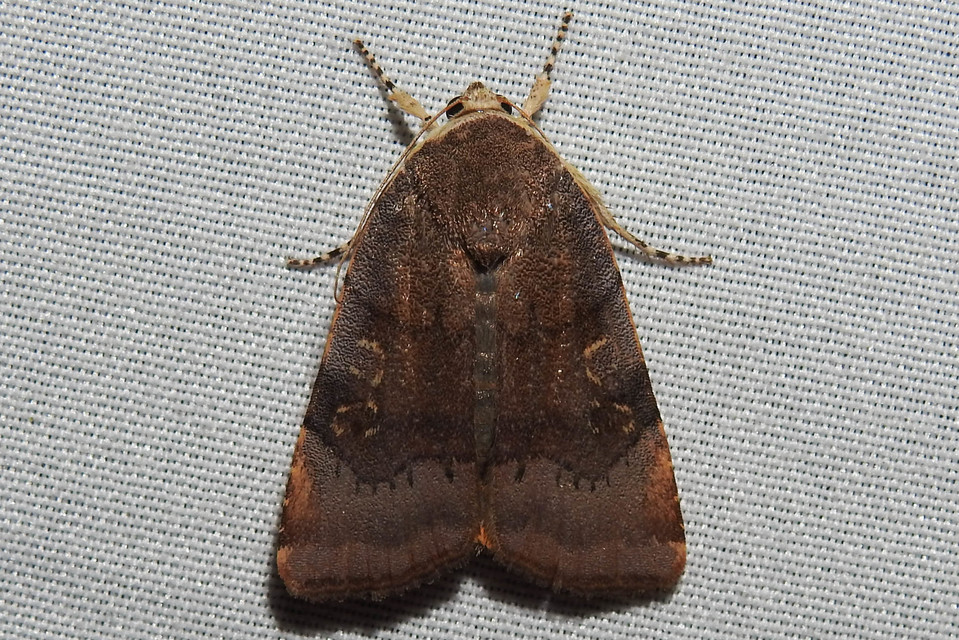 Noctua janthe/janthina