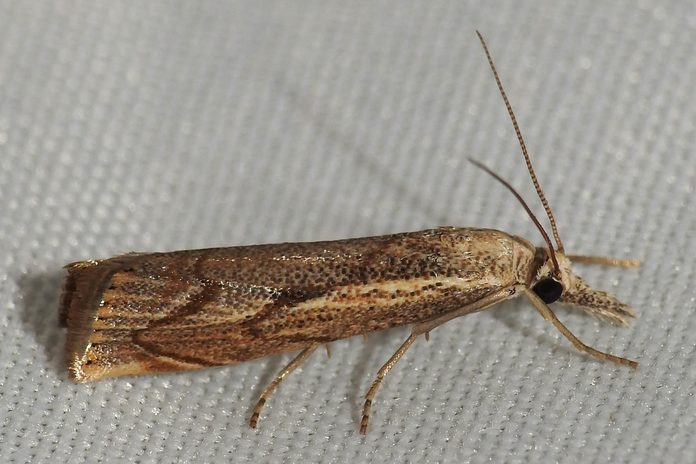 Agriphila geniculea - parlagi fűgyökérmoly
