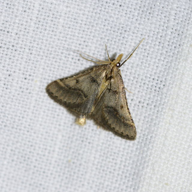 Stemmatophora brunnealis - barna fényilonca