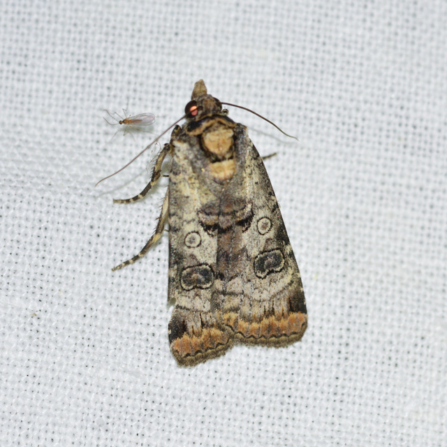 Epilecta linogrisea - karcsú sárgafűbagoly