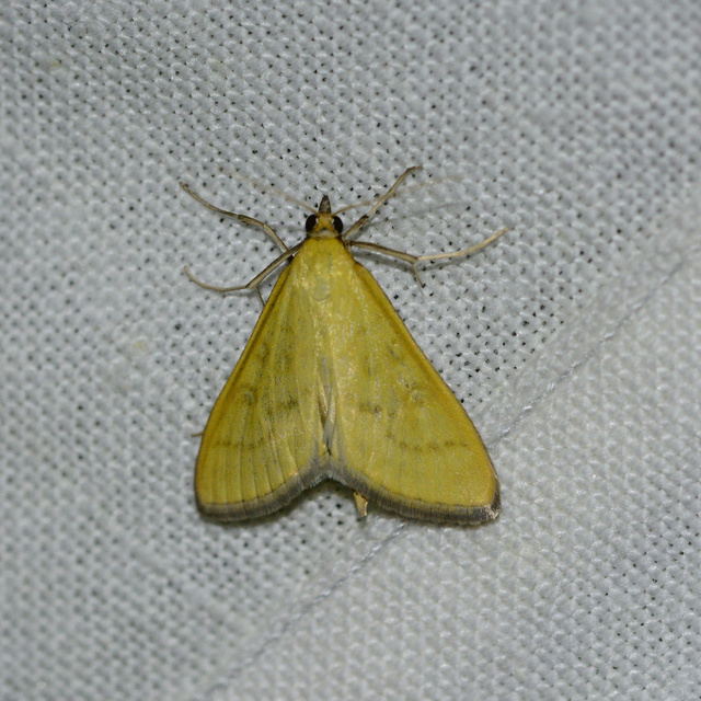 Mecyna