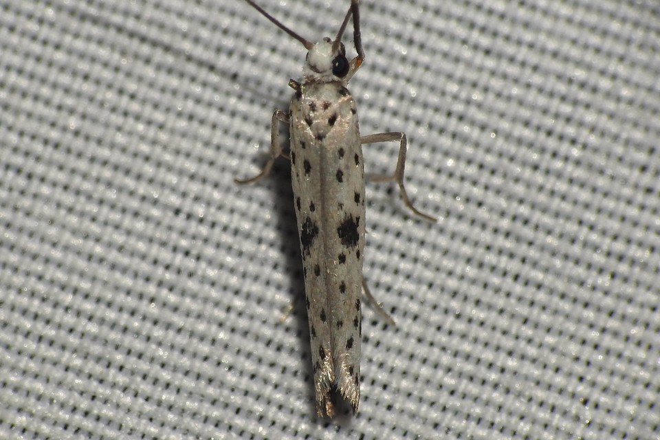 Yponomeuta plumbella - pókhálós bengemoly