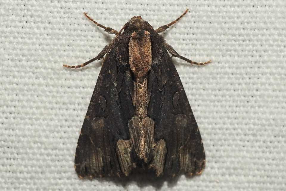 Dypterygia scabriuscula - szurokbarna nyáribagoly