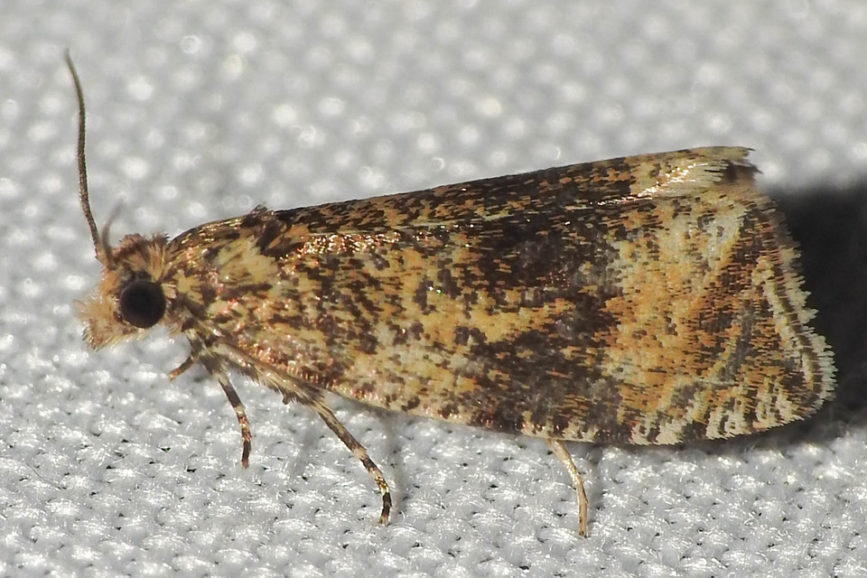 Celypha lacunana - vízparti tükrösmoly