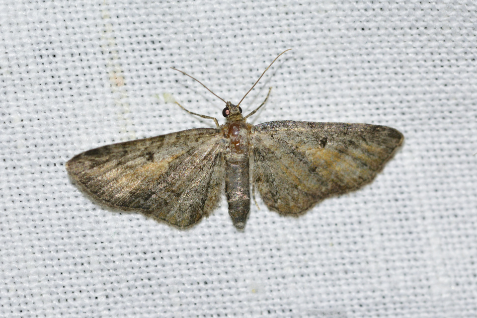 Eupithecia icterata - rozsdafoltos törpearaszoló