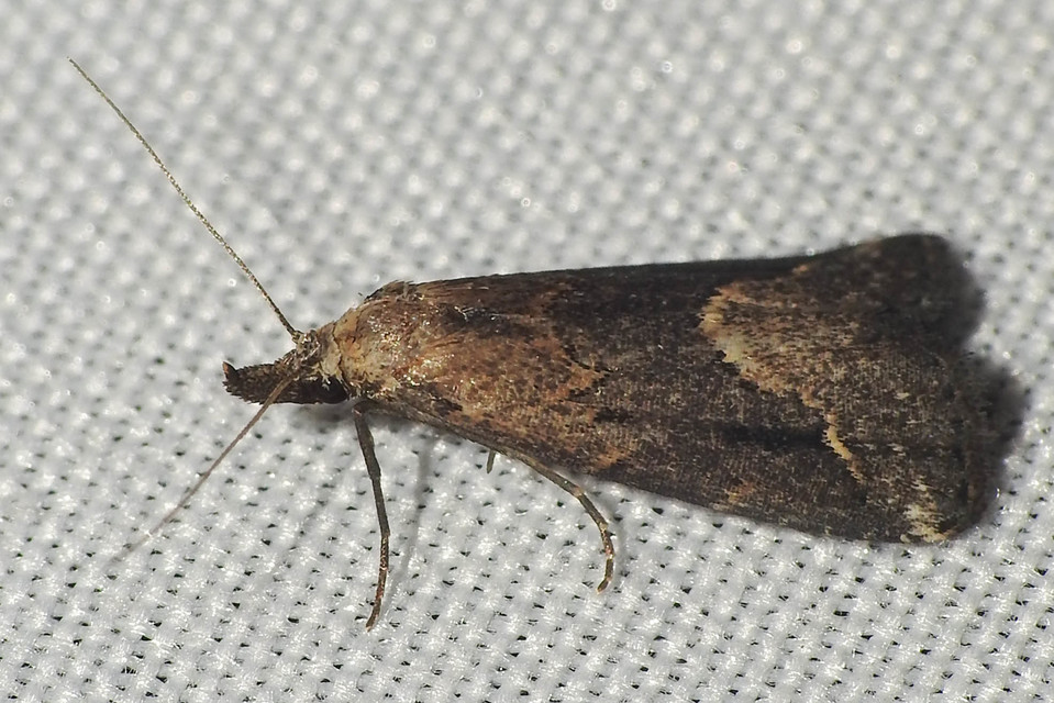 Schrankia costaestrigalis - keskenyszárnyú karcsúbagoly