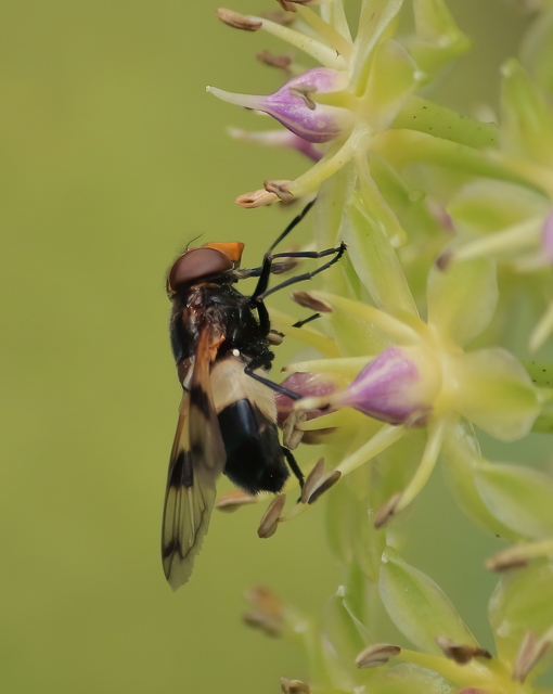 Volucella pellucens - üvegpotrohú pihelégy