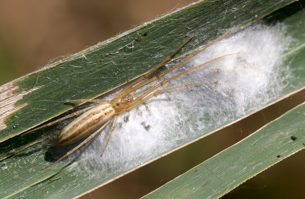 Tetragnatha