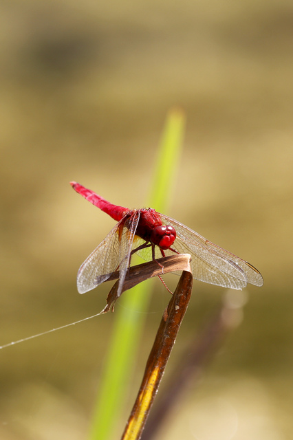 Crocothemis erythraea - skarlát szitakötő