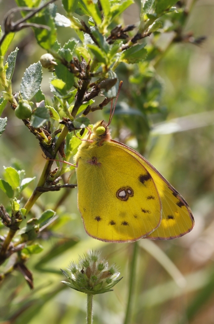 Colias alfacariensis - déli kéneslepke