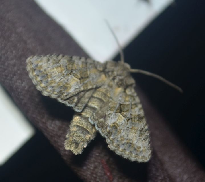Dryobotodes monochroma - szürke tölgybagoly