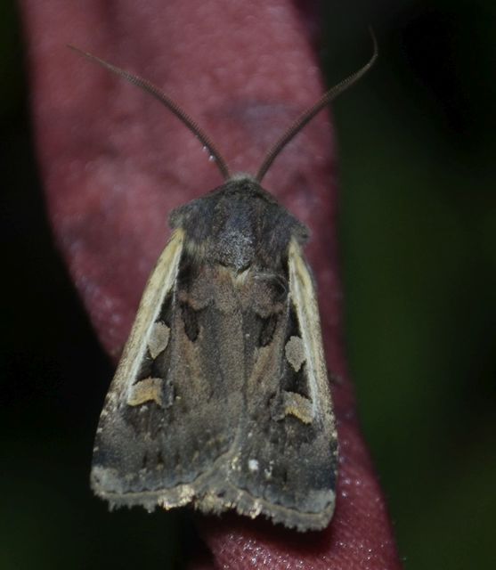 Euxoa hastifera pomazensis - szegélysávos földibagoly