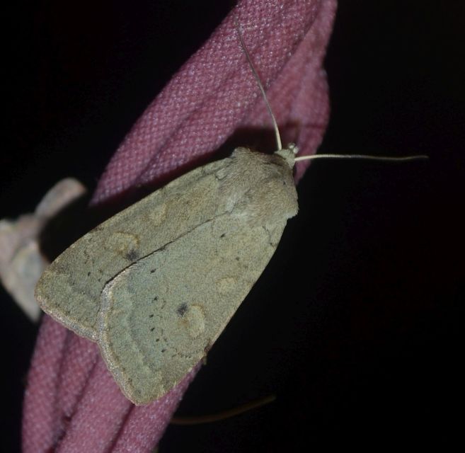 Xestia castanea michaeli - csarabos fűbagoly