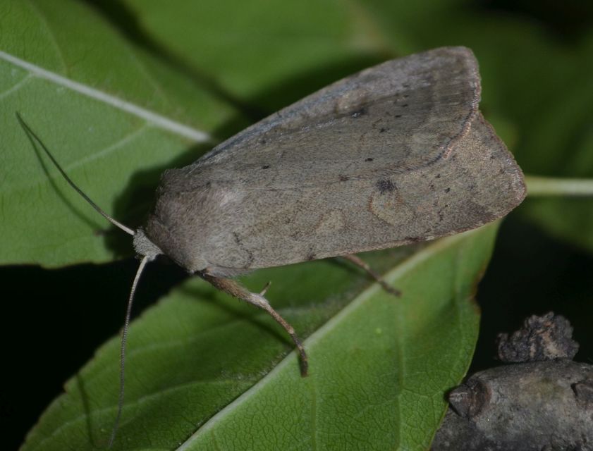 Xestia castanea michaeli - csarabos fűbagoly