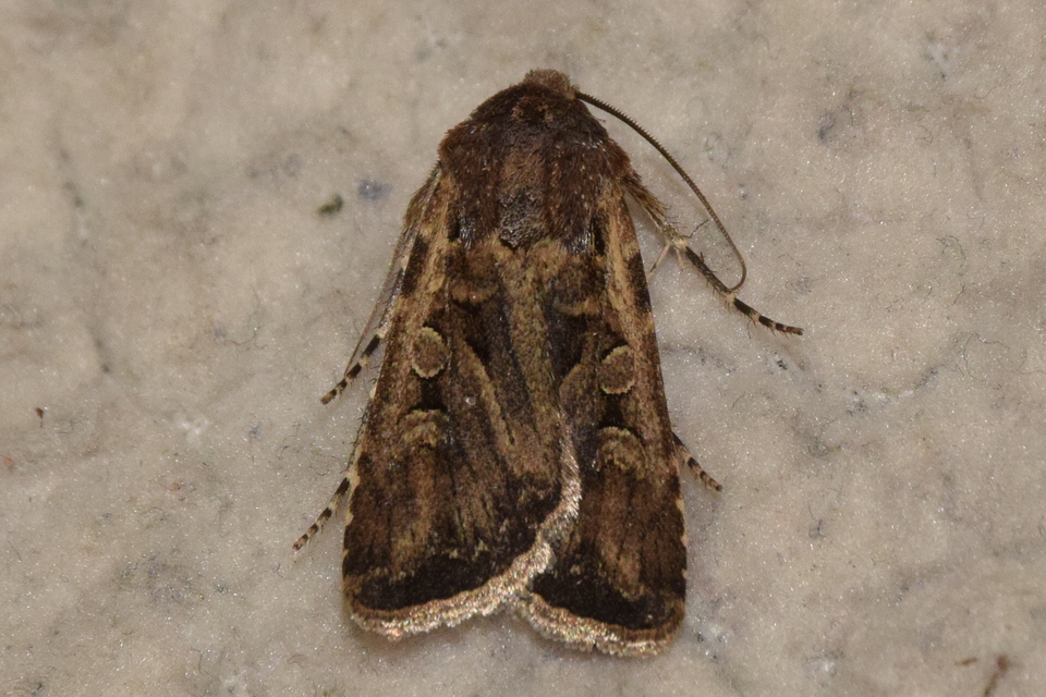 Euxoa tritici - búza-földibagoly