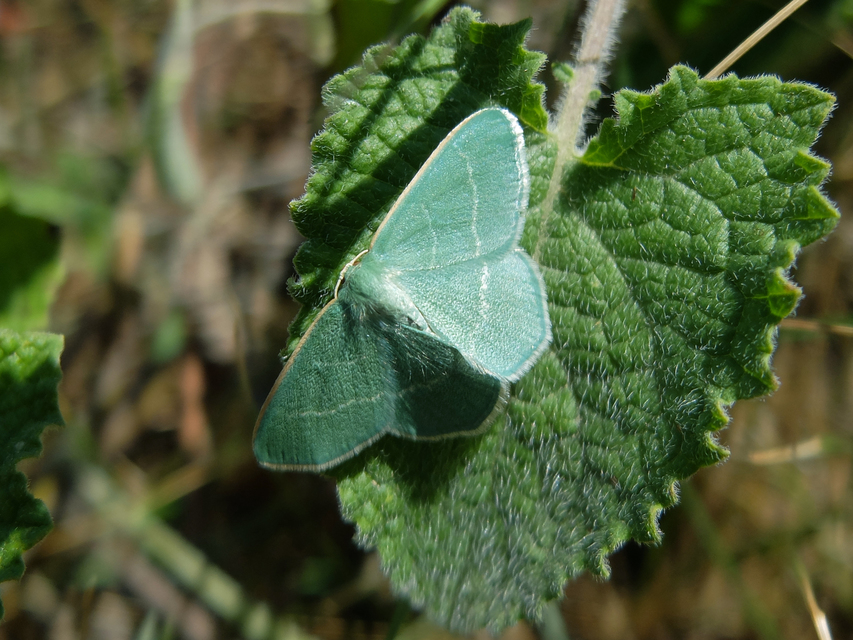 Chlorissa viridata - üdezöld araszoló