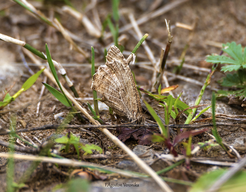 Arethusana arethusa - közönséges szemeslepke