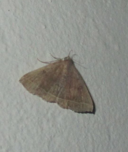 Pechipogo plumigeralis - tollascsápú karcsúbagoly