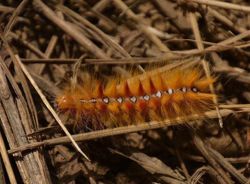 Acronicta aceris - vadgesztenye-szigonyosbagoly