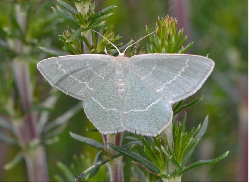 Chlorissa viridata - üdezöld araszoló