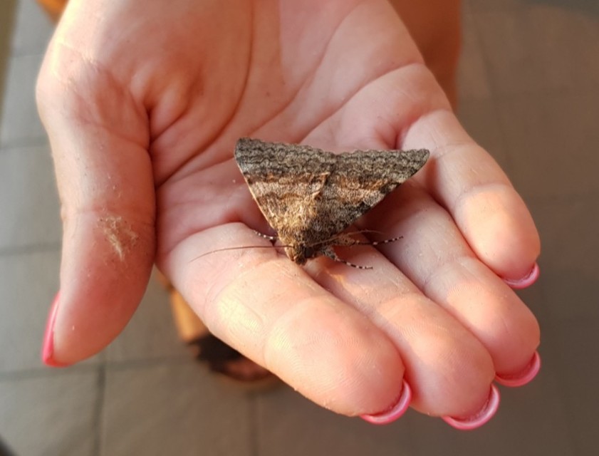 Catocala elocata - közönséges övesbagoly