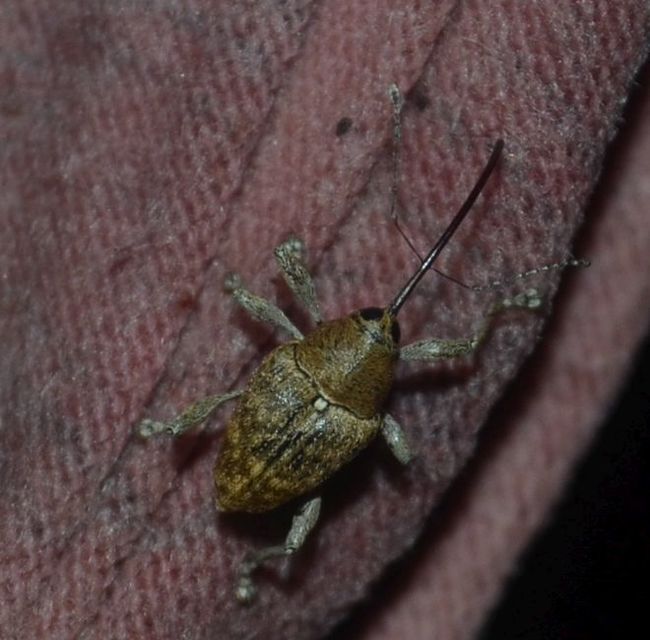 Curculio glandium - tölgymakkzsuzsóka