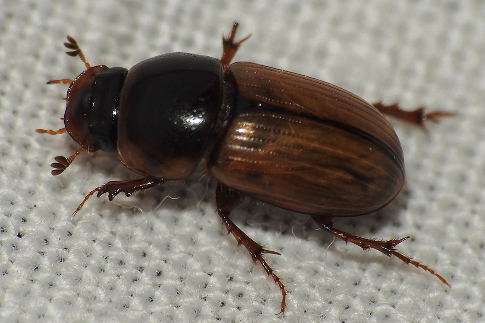Aphodius rufus - sárgásvörös trágyabogár