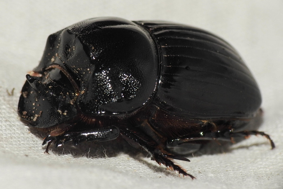 Copris lunaris - közönséges holdszarvú-ganéjtúró