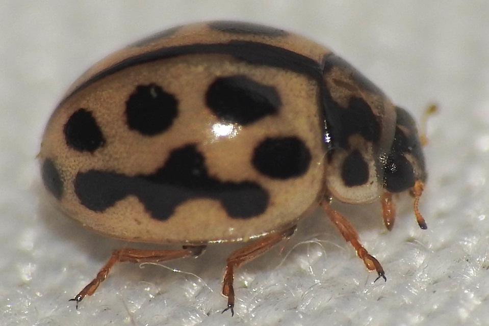 Tytthaspis sedecimpunctata - tizenhatpettyes katica