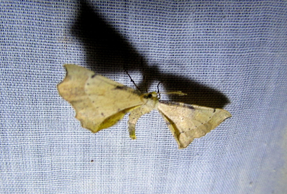 Artiora evonymaria - kecskerágó-araszoló