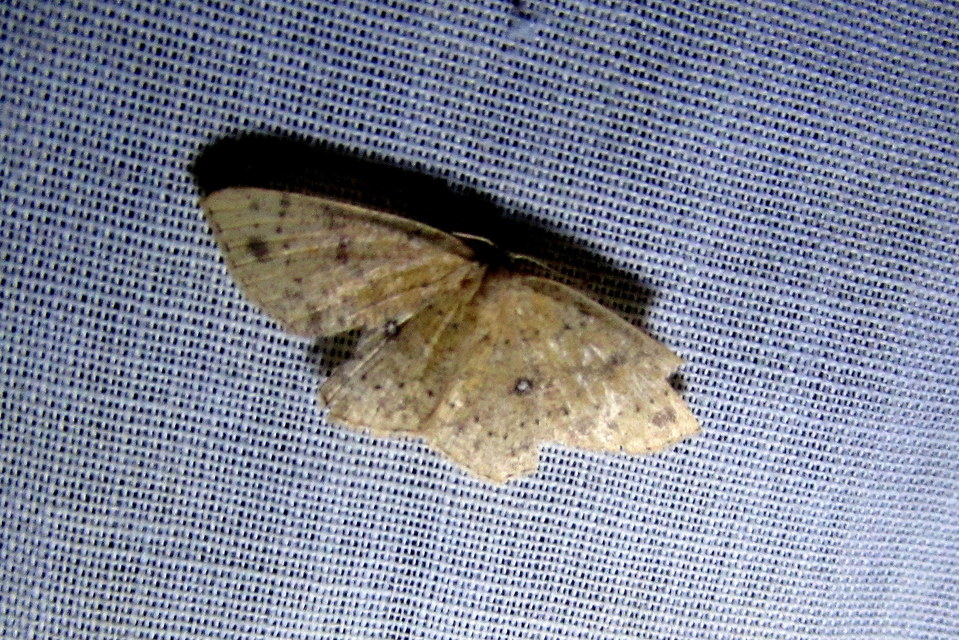Cyclophora porata - körös pettyesaraszoló