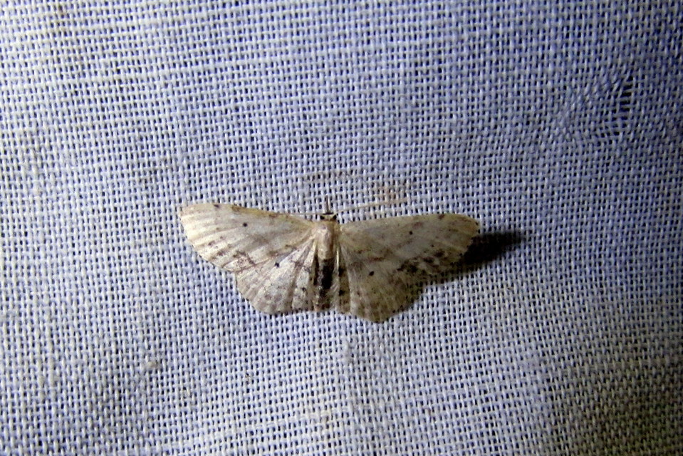 Idaea dimidiata - gyakori apróaraszoló