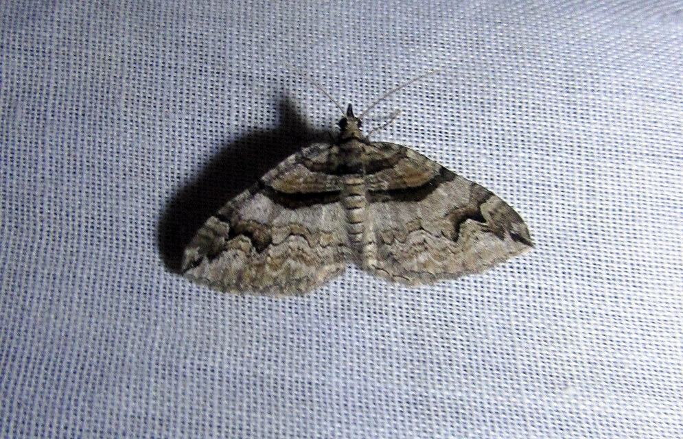 Pareulype berberata - sóskafa-tarkaaraszoló