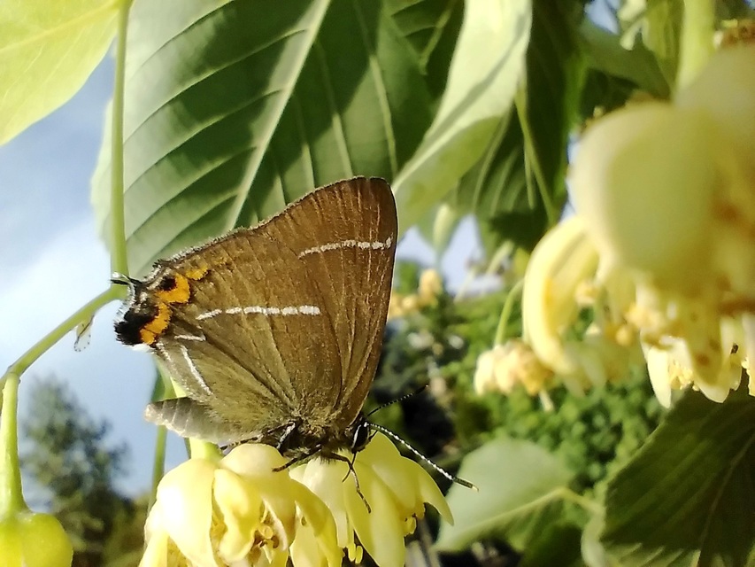 Satyrium w-album - szilfa-csücsköslepke